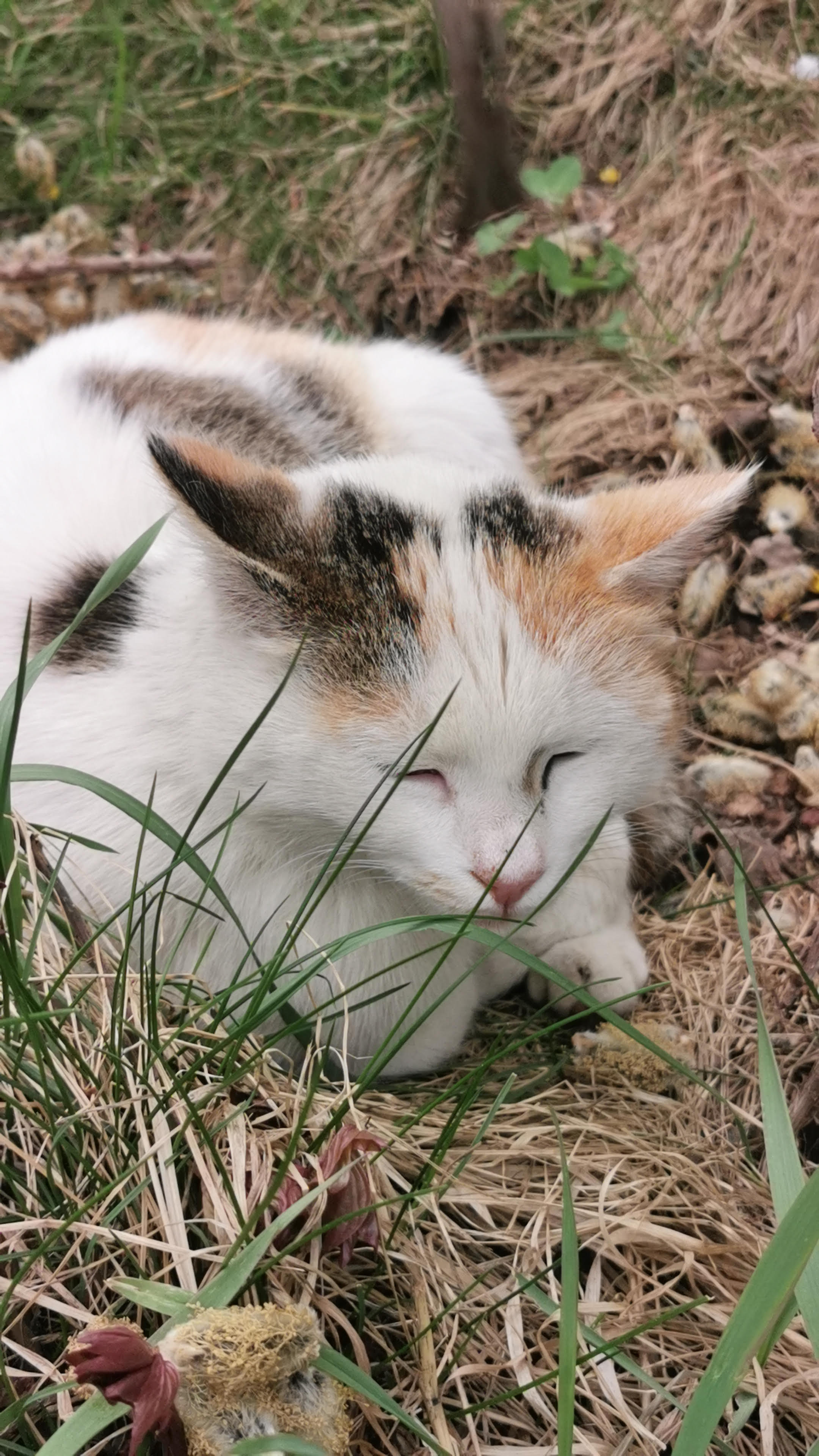 cat