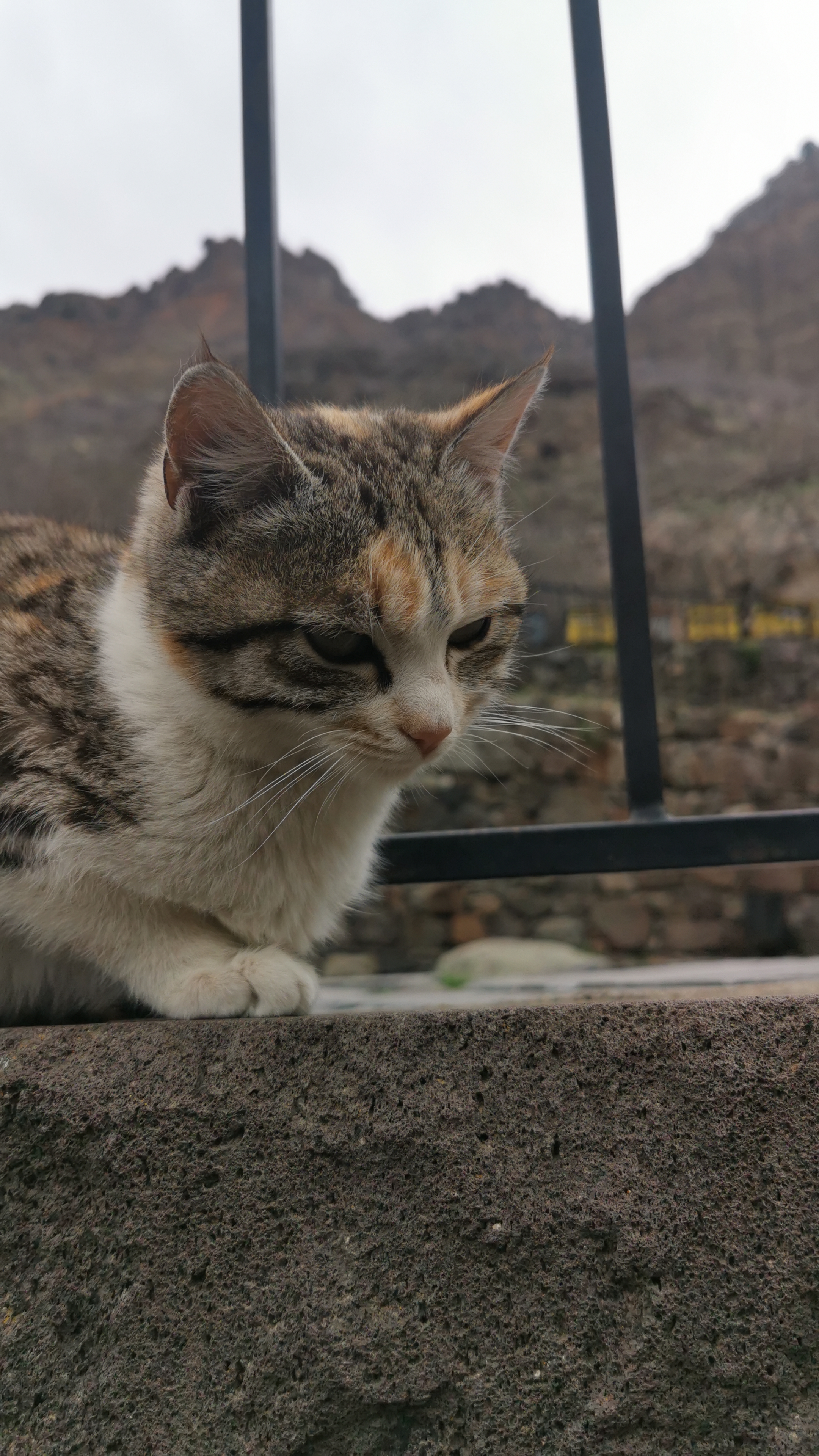 cat