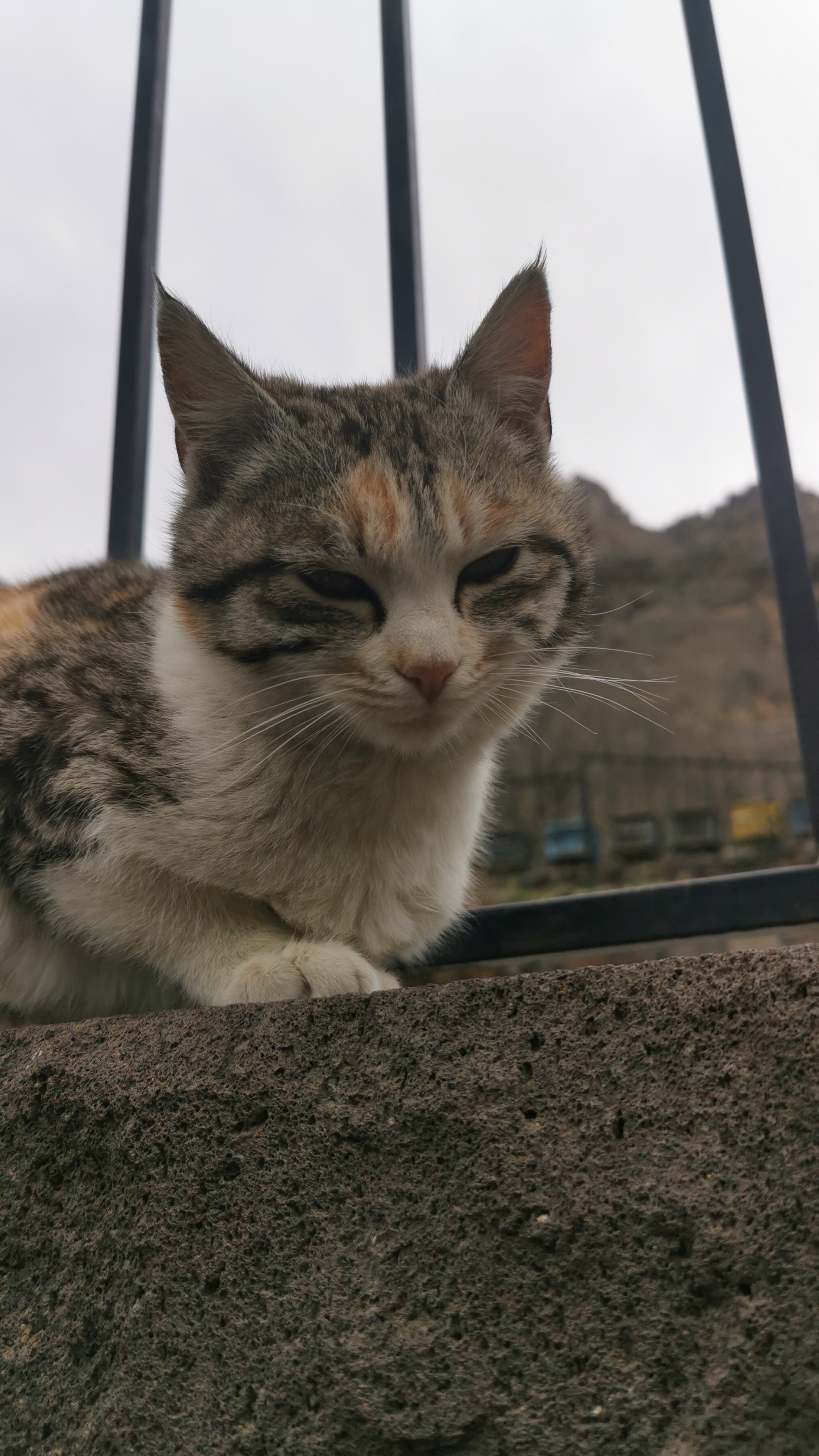 cat