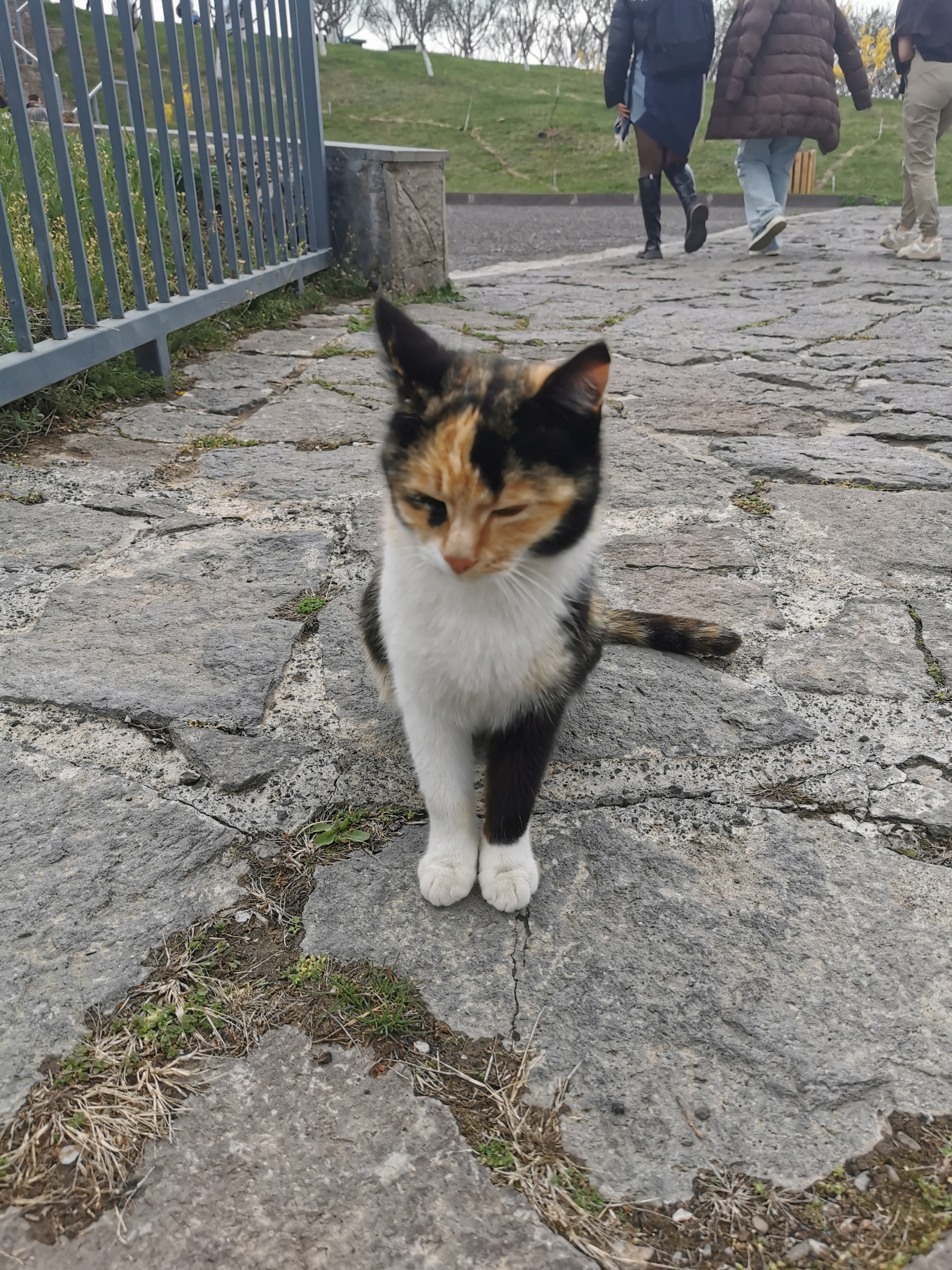 cat