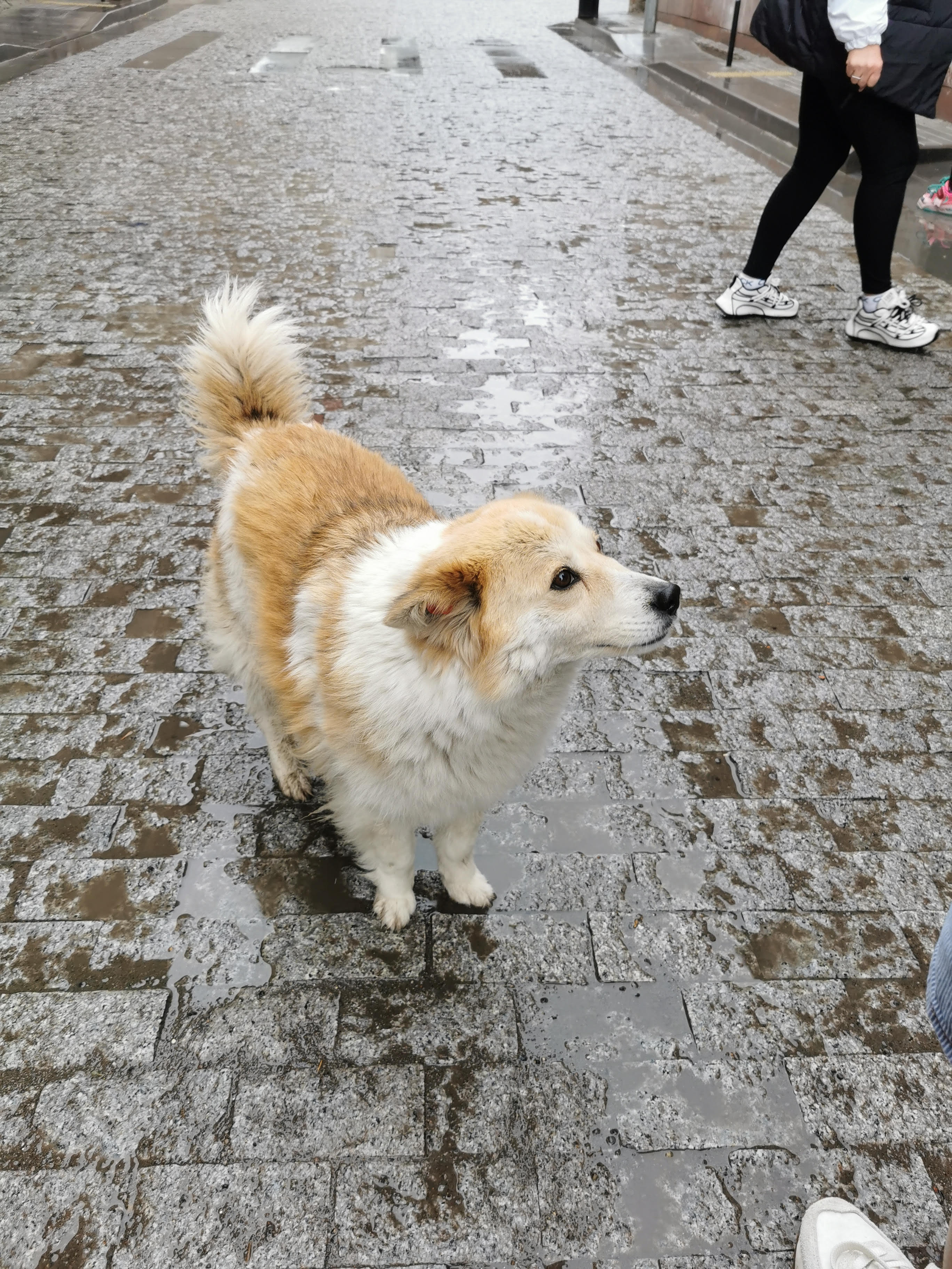 dog