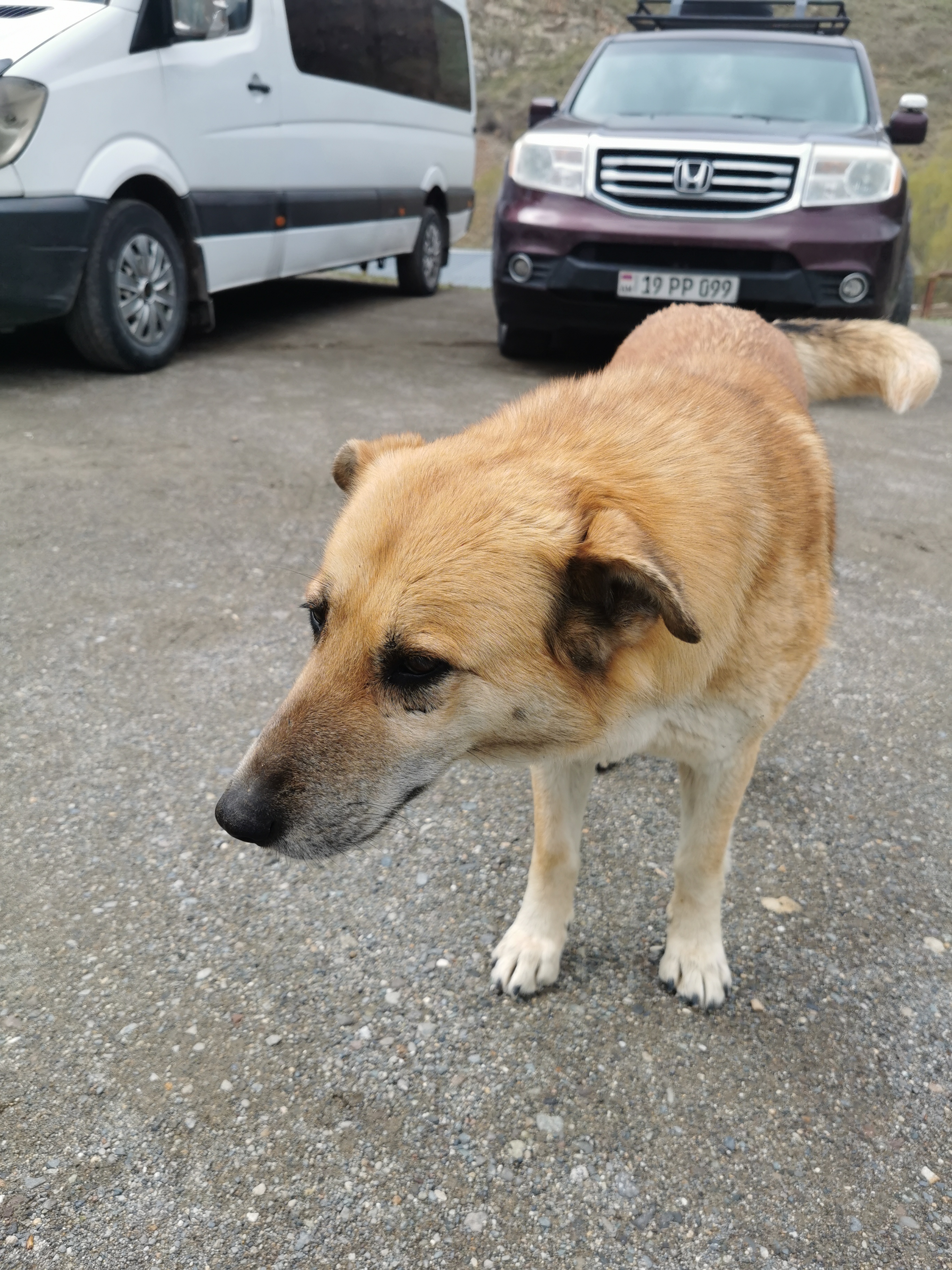 dog