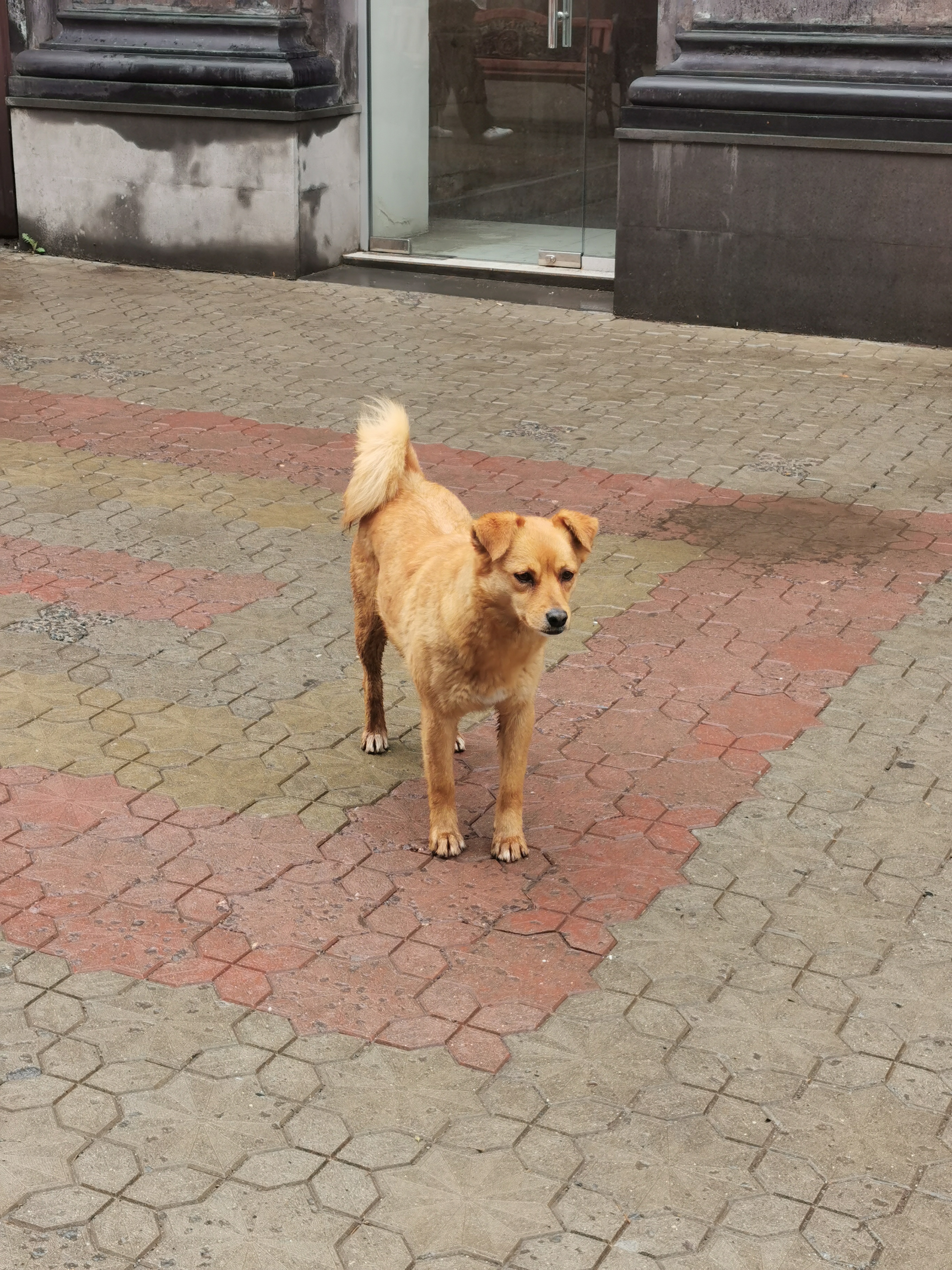 dog