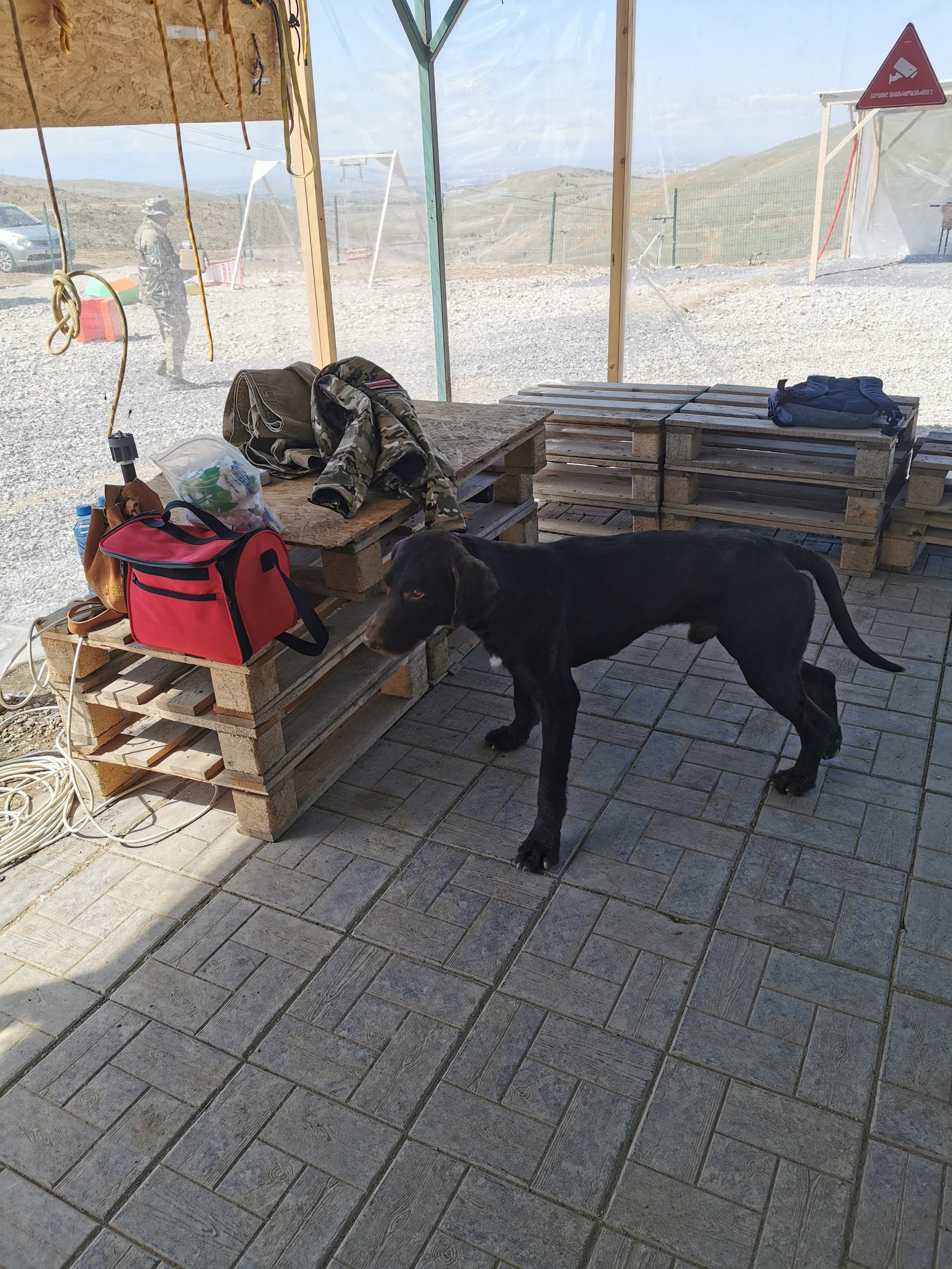 dog
