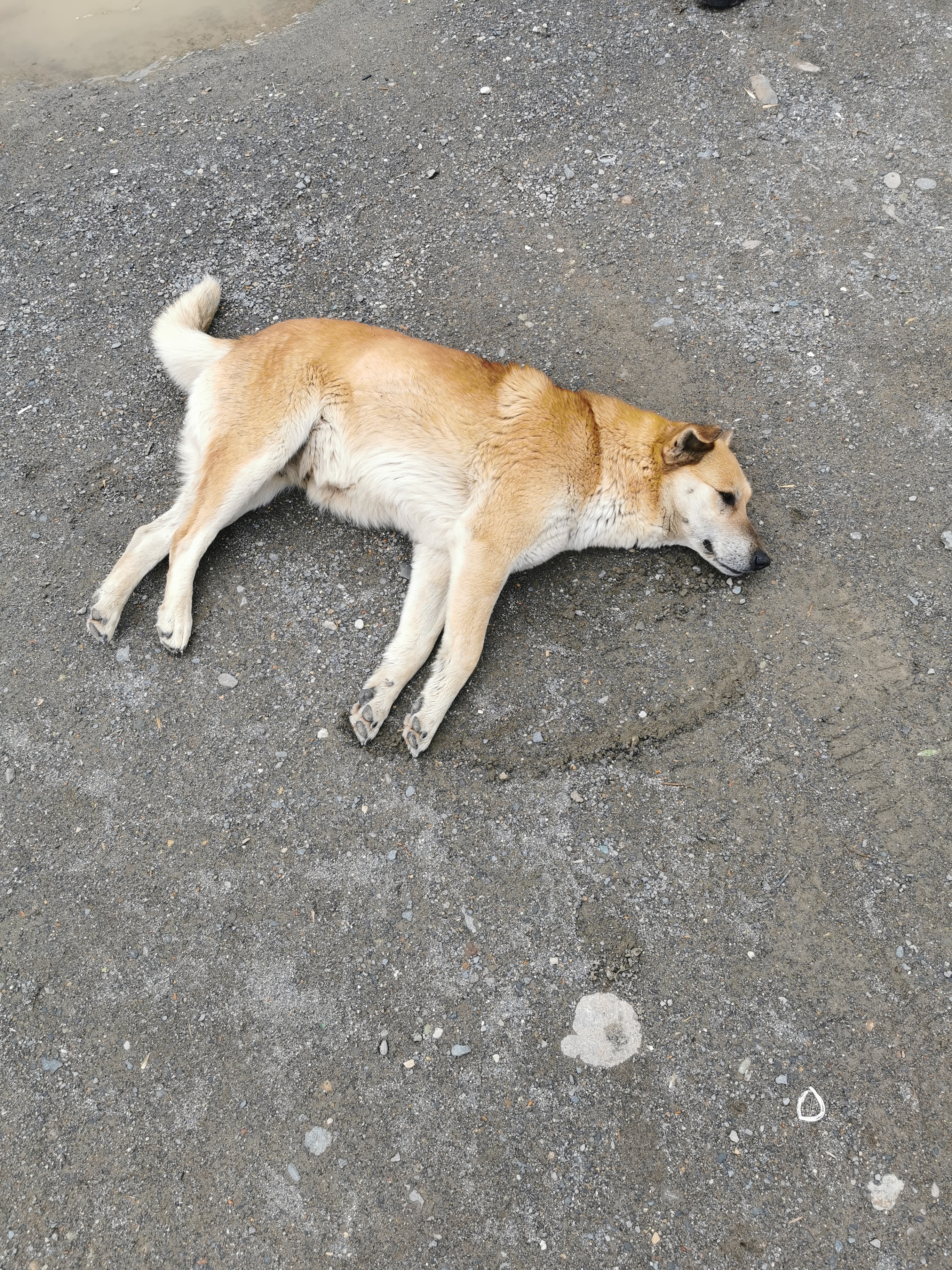 dog