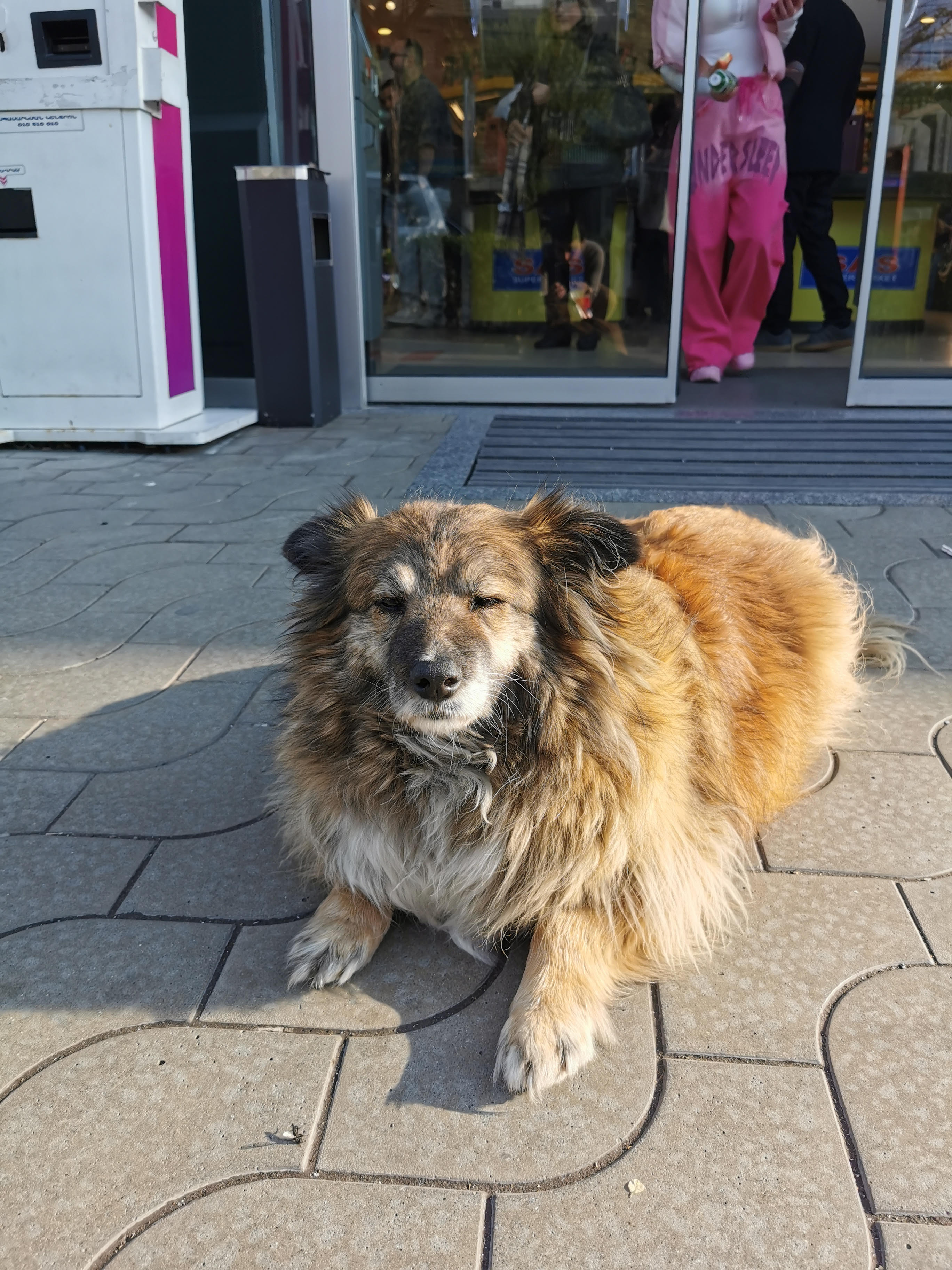 dog